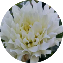 Avatar of Zita