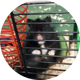 Avatar of ŽIURKĖNAS
