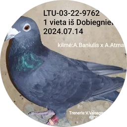 Avatar of Valius Vanagas