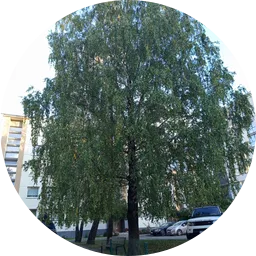 Avatar of Būgynetas