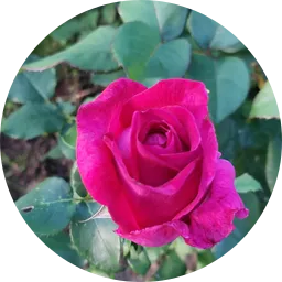 Avatar of Jolanta