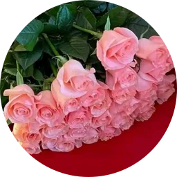 Avatar of Jolanta